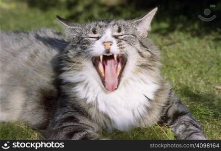 A long-haired silver tabby cat laying on a grass lawn, yawning widely