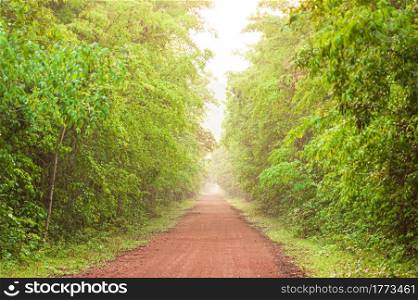 A long straight dirt road leading towards a tropical forest in early morning. Pang Sida National Park, Thailand. Focus on foreground.