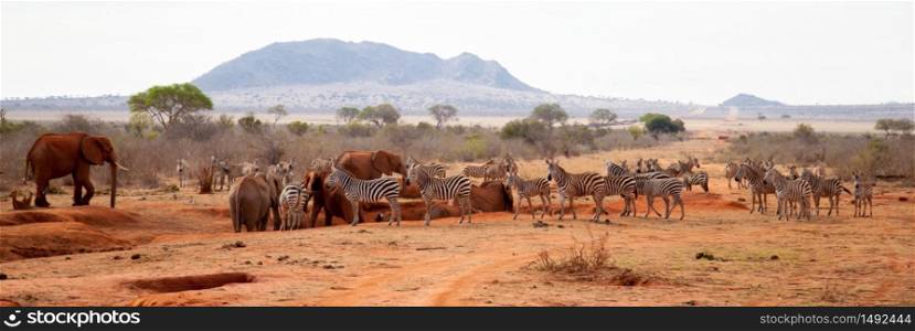 A lot of animals, zebras, elephants standing on the waterhole, Kenya safari