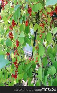 a lot of branches of red ripe schisandra . a lot of branches of red ripe schisandra hanging in the garden