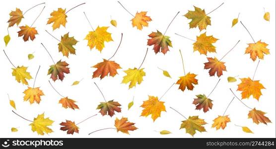 A lot of colorful autumn maple and birch leafs set isolated on white (autumn background with proportions of sides 2 to 1)