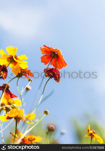 A lot of copyspace and flowers against blue sky