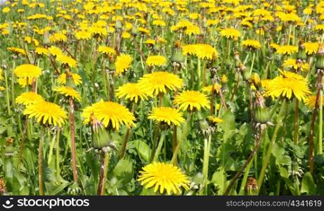 A lot of dandelions on the meadow