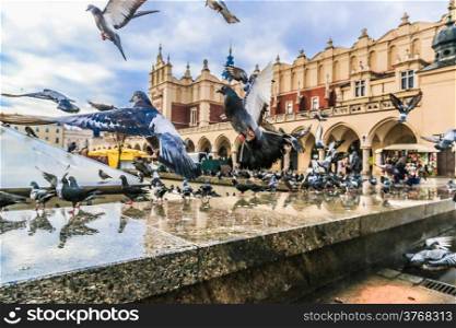A lot of doves in Krakow old city. Market Square. Poland