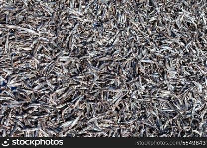 A lot of dried fish under sun
