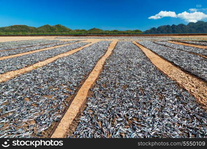 A lot of dried fish under sun