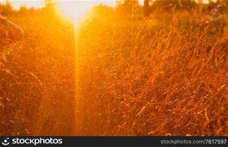 A lot of dry grass is illuminated by warm sunlight at the autumn sunset, plenty of room for a copyspace.. A lot of dry grass is illuminated by warm sunlight at sunset