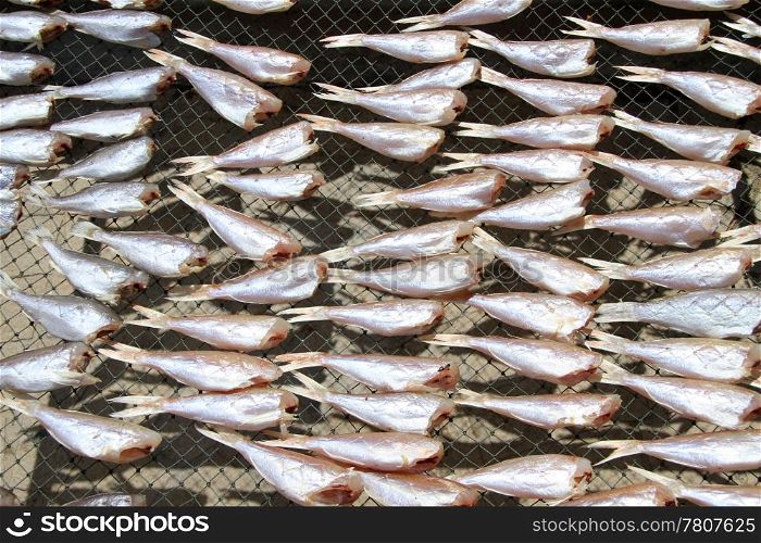 A lot of dry headless fish on the beach