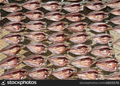 A lot of dry red fish on the frame under the sun
