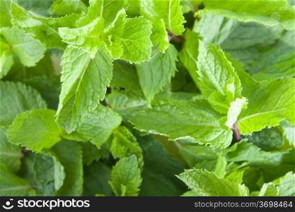 A lot of fresh mint leaves, close-up