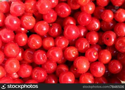 a lot of fruits of red berries of Prunus tomentosa