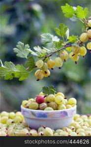 A lot of gooseberry on the table