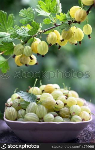 A lot of gooseberry on the table and branch of gooseberry in the garden