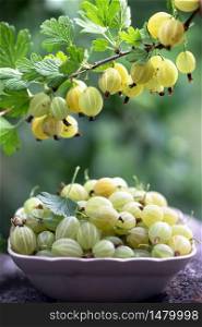 A lot of gooseberry on the table and branch of gooseberry in the garden