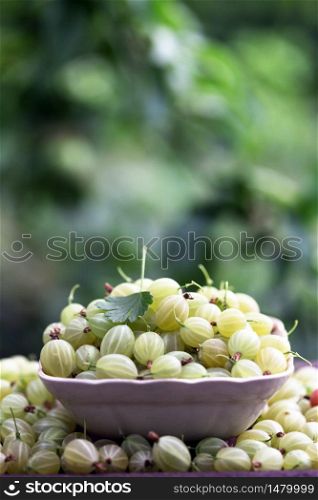 A lot of gooseberry on the table in the garden