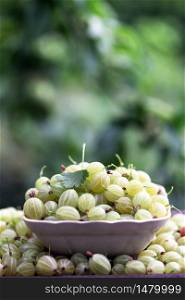 A lot of gooseberry on the table in the garden