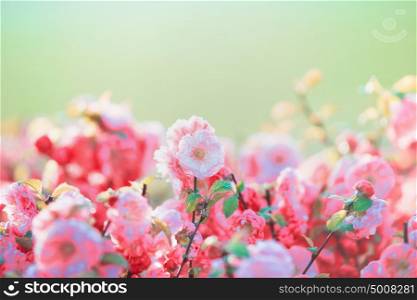 A lot of pink pale blossom at green nature background in garden or park, outdoor, floral border