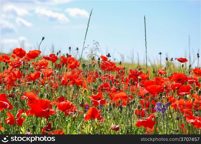 A lot of poppies in a summer field on the island Oland in Sweden