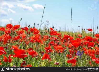 A lot of poppies in a summer field on the island Oland in Sweden