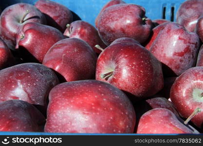 A lot of red apples inside blue plastic box