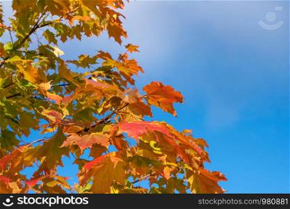 A lot of red maple leaves on a blue sky background on a sunny autumn day.
