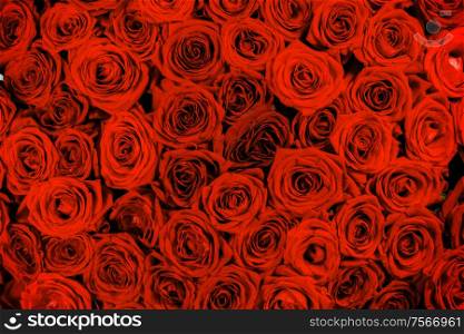 A lot of red roses background, Valentines day gift concept. Red roses background