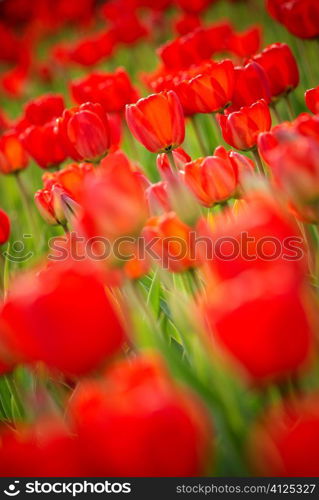 a lot of red tulups, selective focus and lens blur f/x