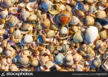 A lot of shells of the Adriatic Sea, may be used as background