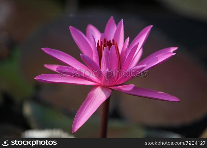 a lotus flower garden in the city of Ayutthaya north of bangkok in Thailand in southeastasia.. ASIA THAILAND AYUTHAYA NATURE LOTUS FLOWER