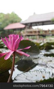 a lotus flower garden in the city of Ayutthaya north of bangkok in Thailand in southeastasia.. ASIA THAILAND AYUTHAYA NATURE LOTUS FLOWER
