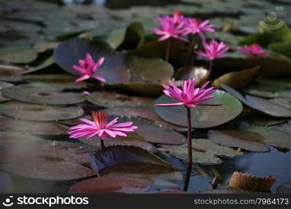 a lotus flower garden in the city of Ayutthaya north of bangkok in Thailand in southeastasia.. ASIA THAILAND AYUTHAYA NATURE LOTUS FLOWER
