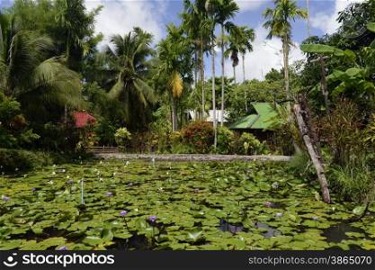 a Lotus Flower Garden in the village of Mae Hong Son in the north provinz of Mae Hong Son in the north of Thailand in Southeastasia.. ASIA THAILAND MAE HONG SON