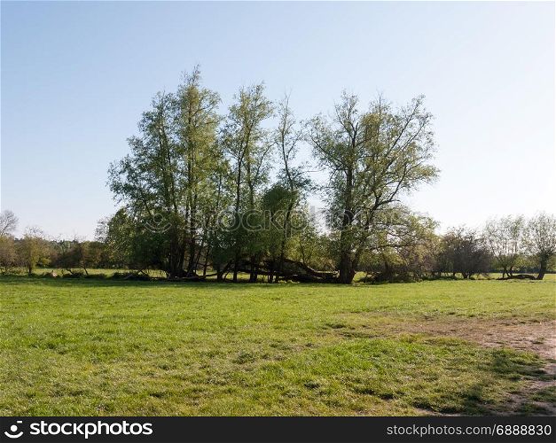 a lovely and picturesque scene of some trees and their treeline outside in a field in the day time of spring
