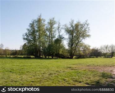 a lovely and picturesque scene of some trees and their treeline outside in a field in the day time of spring