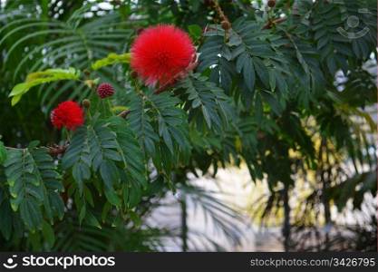 A lovely blooming calliandra haematocphala, in a flower show in a greenhouse in Hamilton Ontario, Canada.