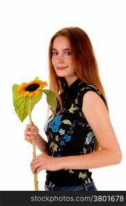 A lovely brunette woman holding a single sunflower in her hand, standingisolated for white background.