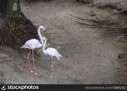A lovely pair of young pink flamingos stand against a forest clearing. Portrait of a beautiful pair of young pink flamingos contrasting with the forest edge
