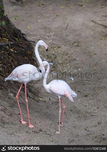 A lovely pair of young pink flamingos stands against the background of a dried up gray forest stream.. Portrait of a beautiful pair of young pink flamingos