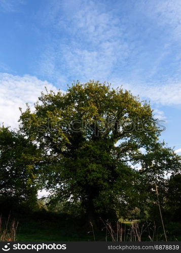 a lovely ripe tree fresh with green leaves nature beauty growing outside spring