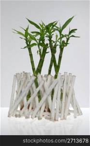 A lucky bamboo plant on a white background.