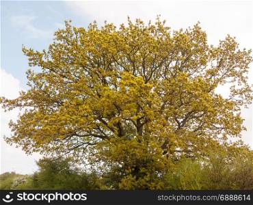 a lush and vibrant tree with many leaves golden in spring