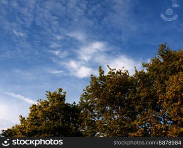 a lush green peaceful skyline of tree tops and a nice backdrop sky scene of blues and white streaked clouds nature and beauty that is clean