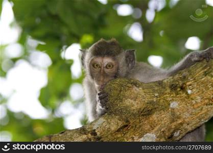 A macaque monkey in Bali, Indonesia