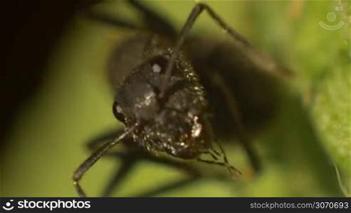 A macro close up of moving black ant.