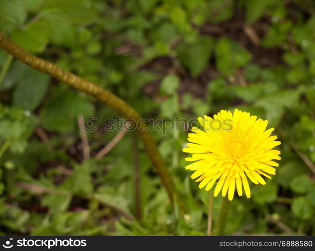 a macro isolated shot of a yellow dandelion flower head in the bottom right corner or third of the picture screen with background out of focus and blur and flower in focus and sharp with stunning color in spring