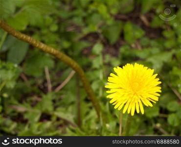 a macro isolated shot of a yellow dandelion flower head in the bottom right corner or third of the picture screen with background out of focus and blur and flower in focus and sharp with stunning color in spring