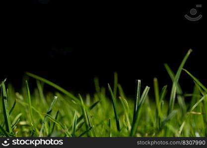 A macro low angle view of green grass with a black background and copy space