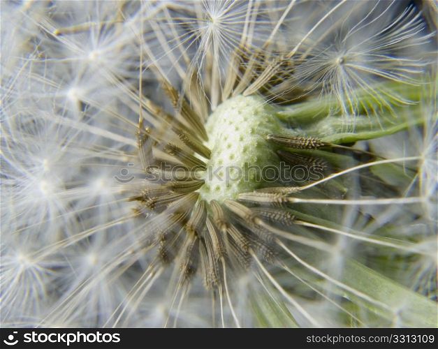 a macro of a dandelion flower with some loose seeds
