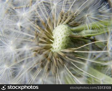 a macro of a dandelion flower with some loose seeds