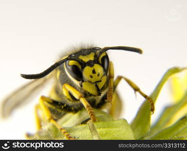 a Macro of a European wasp yellow and black markings